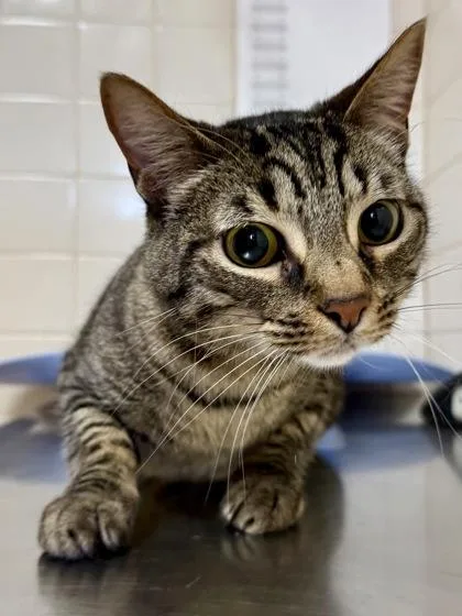 An adult medium-sized male Domestic Short Hair cat named Yami for adoption in San Antonio, TX