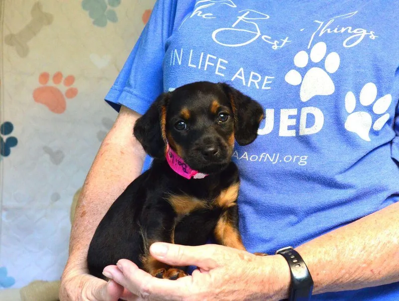 A baby small-sized female Brown / Chocolate Boykin Spaniel dog named Bailee for adoption in Willingboro, NJ