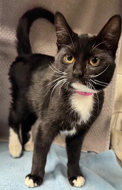 A baby medium-sized male Domestic Short Hair cat named Rumble for adoption in Van Nuys, CA