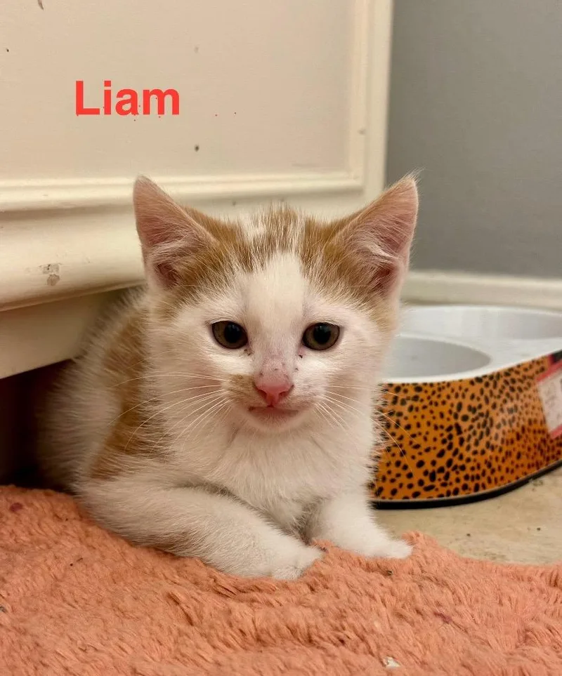 Liam thumbnail 3