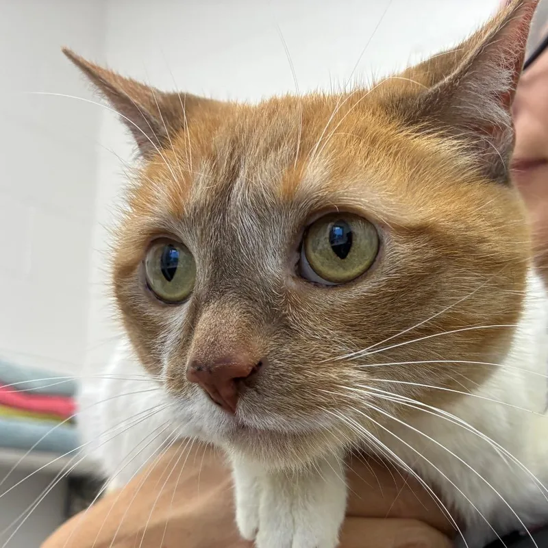 A senior medium-sized female Orange / Red Domestic Short Hair cat named Jeanie for adoption in Corpus Christi, TX