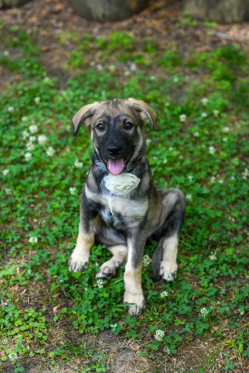 A baby medium-sized female Sable Mixed Breed dog named Debbie for adoption in BONIFAY, FL