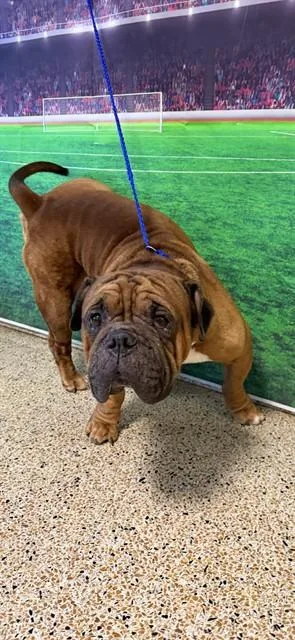 An adult small-sized male American Bulldog dog named Pancho for adoption in Miami, FL