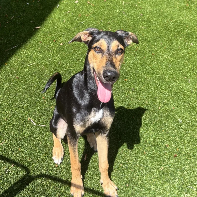 A young medium-sized female Black Doberman Pinscher dog named Chaos for adoption in LOXAHATCHEE, FL
