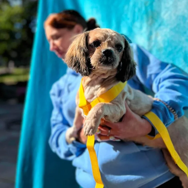 An adult small-sized female Shih Tzu dog named Cori for adoption in St. Charles, IL