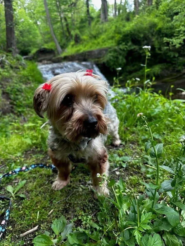 A senior small-sized male Tricolor (Brown, Black, & White) Yorkshire Terrier dog named Ducky for adoption in Irwin, PA
