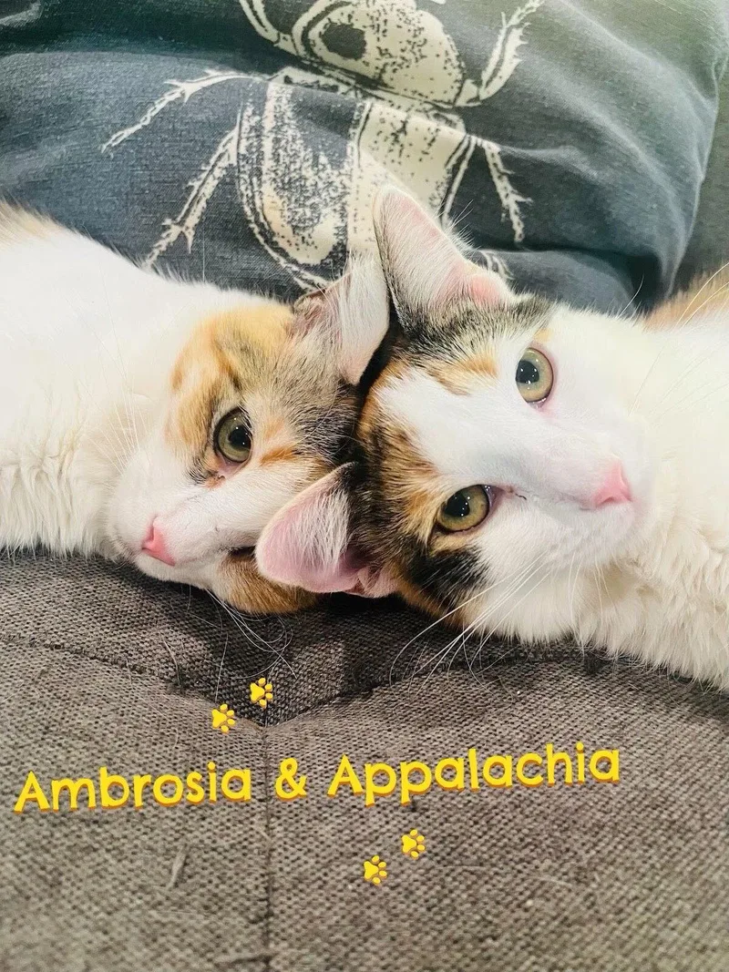 A young small-sized female Domestic Short Hair cat named Ambrosía for adoption in Los Angeles, CA