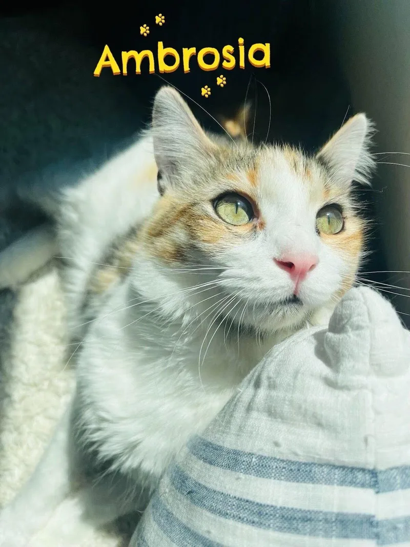 Ambrosía thumbnail 2