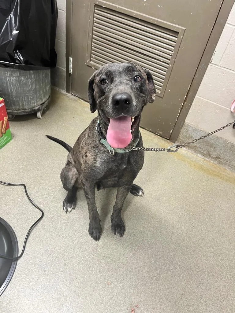 An adult large-sized female Catahoula Leopard Dog dog named Georgia for adoption in Hopkinsville, KY