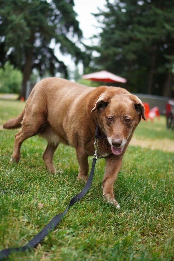 A senior extra large-sized female Labrador Retriever dog named Ellie for adoption in Vancouver, WA