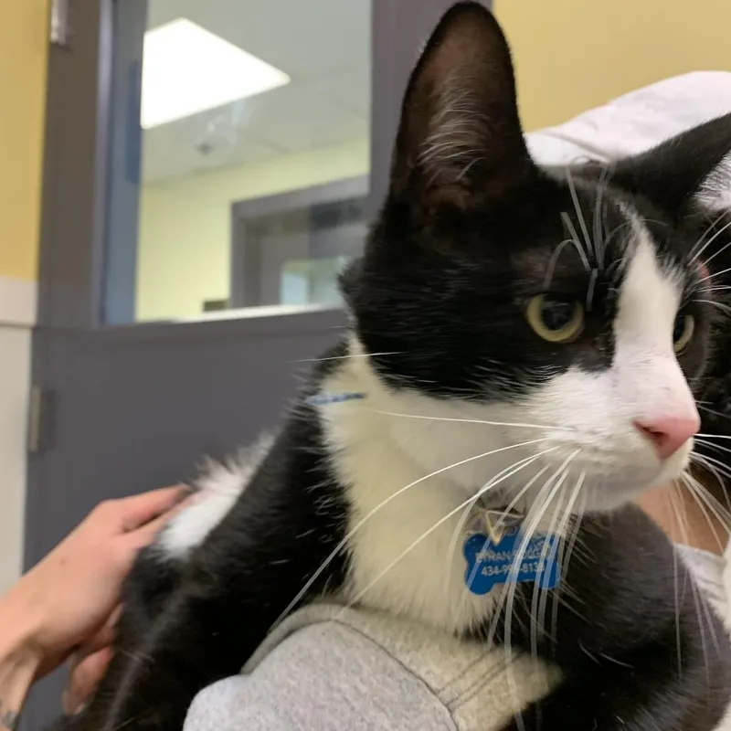 An adult large-sized male Black Domestic Short Hair cat named Damien for adoption in Charlottesville, VA