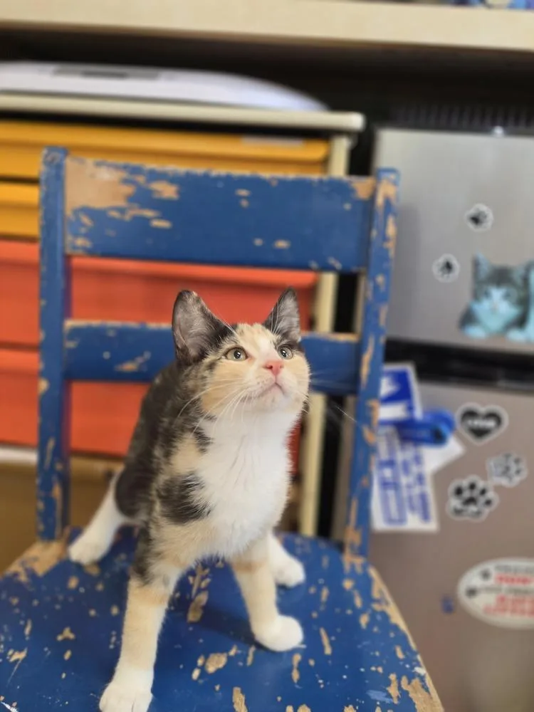 A young medium-sized female Domestic Short Hair cat named Leda for adoption in Wild Rose, WI