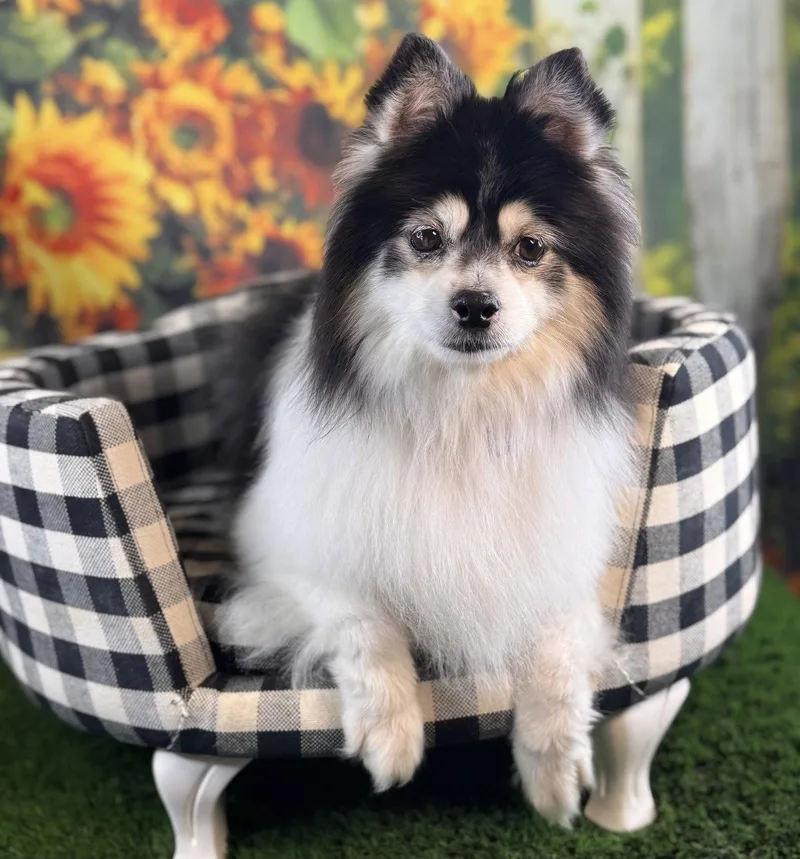 Mochi
