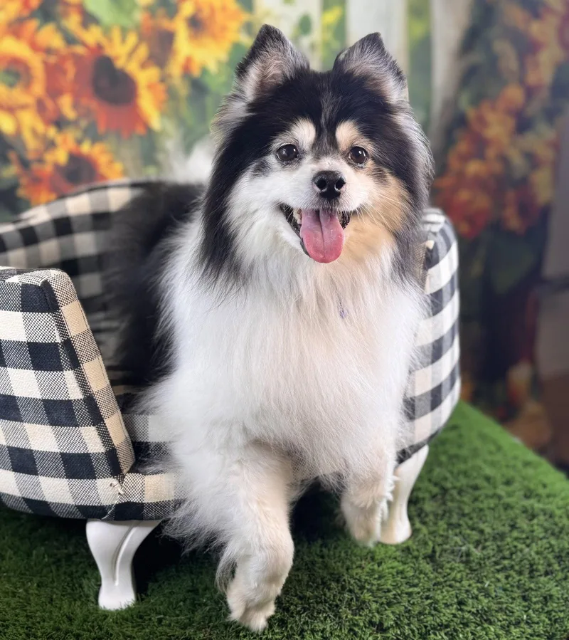 Mochi thumbnail 2