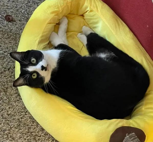 An adult large-sized male Black & White / Tuxedo Domestic Short Hair cat named Oreo Rj for adoption in Plano, TX