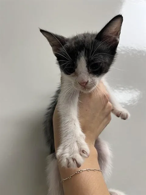 A baby small-sized female Domestic Short Hair cat named Anakin for adoption in Ontario, CA