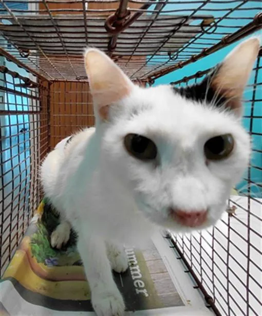 A young small-sized female Domestic Short Hair cat named Moo Moo for adoption in Houston, TX