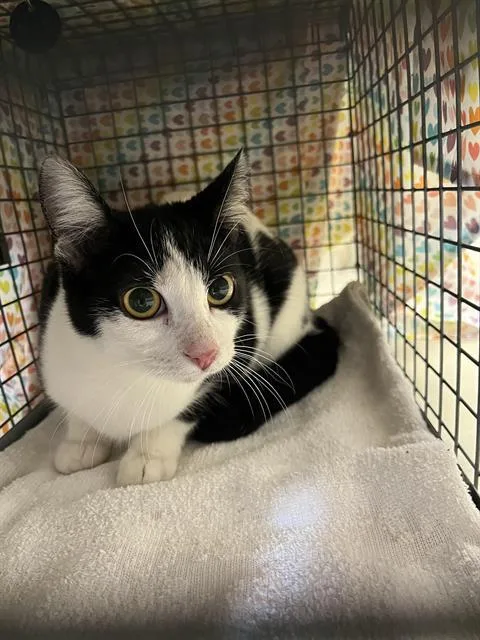 A young medium-sized female Domestic Medium Hair cat named Clover for adoption in Santa Cruz, CA