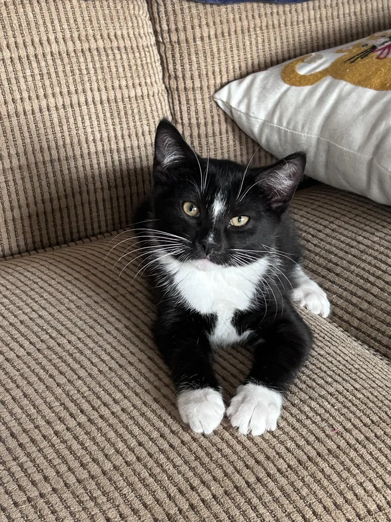 A baby medium-sized male Black & White / Tuxedo Domestic Short Hair cat named Dutch for adoption in Murfreesboro, TN