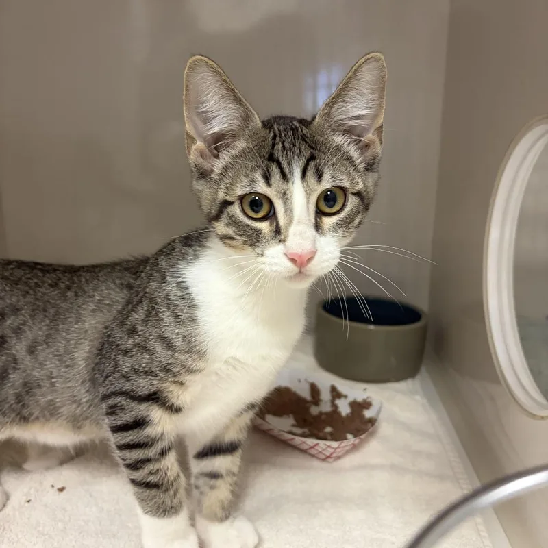 A baby small-sized male Brown / Chocolate Domestic Short Hair cat named S'mores for adoption in Redwood City, CA