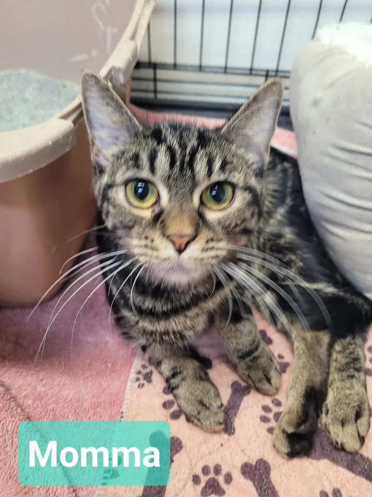 A young medium-sized female Domestic Short Hair cat named Momma for adoption in Richmond, IN
