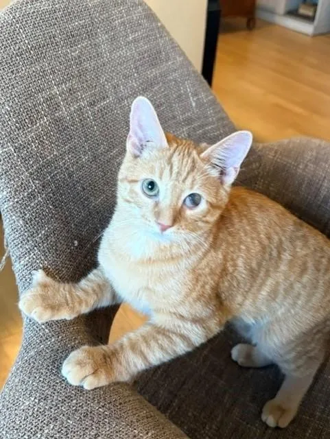 Nermal