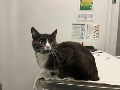 An adult medium-sized female Gray / Blue / Silver Domestic Short Hair cat named Summerween for adoption in Kansas City, MO