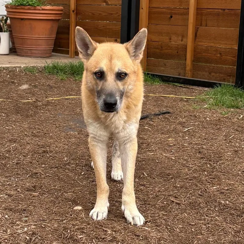 Big Chief thumbnail 3