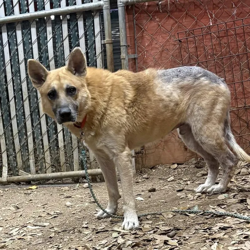 Big Chief thumbnail 4