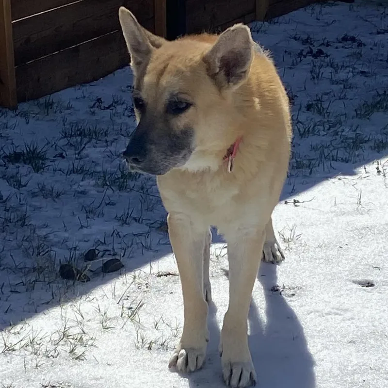 Big Chief thumbnail 5