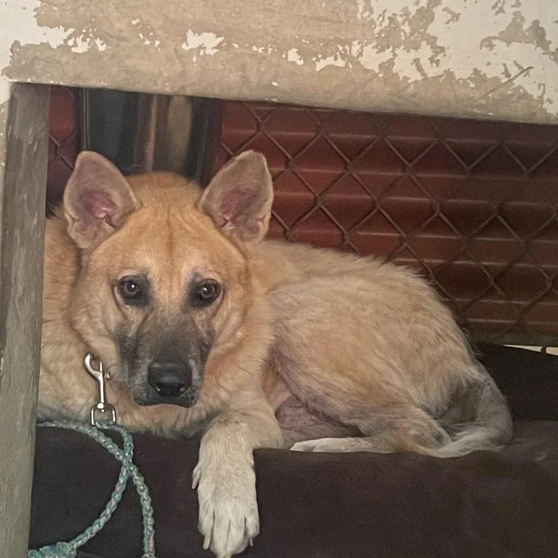 Big Chief thumbnail 6