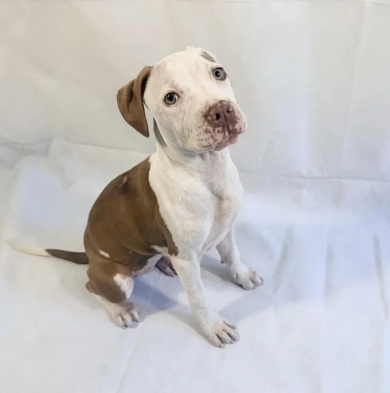 A baby medium-sized female Mixed Breed dog named Fable for adoption in Florence, SC