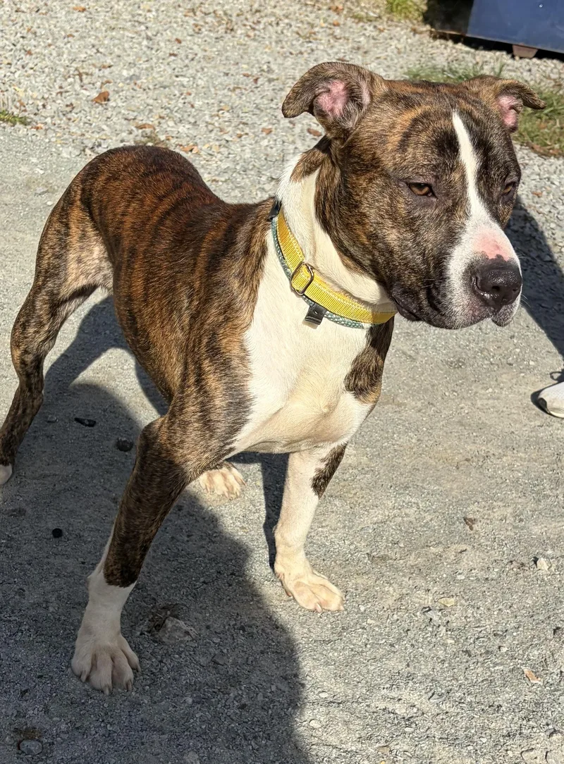A young medium-sized male Mixed Breed dog named Tiger for adoption in McKeesport, PA