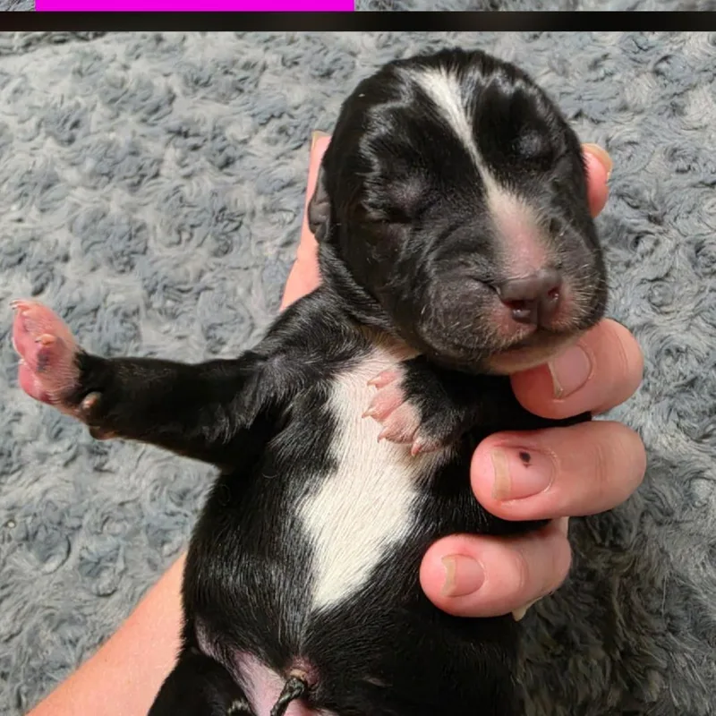 A baby small-sized female Bluetick Coonhound dog named Agnes for adoption in Chesapeake, VA