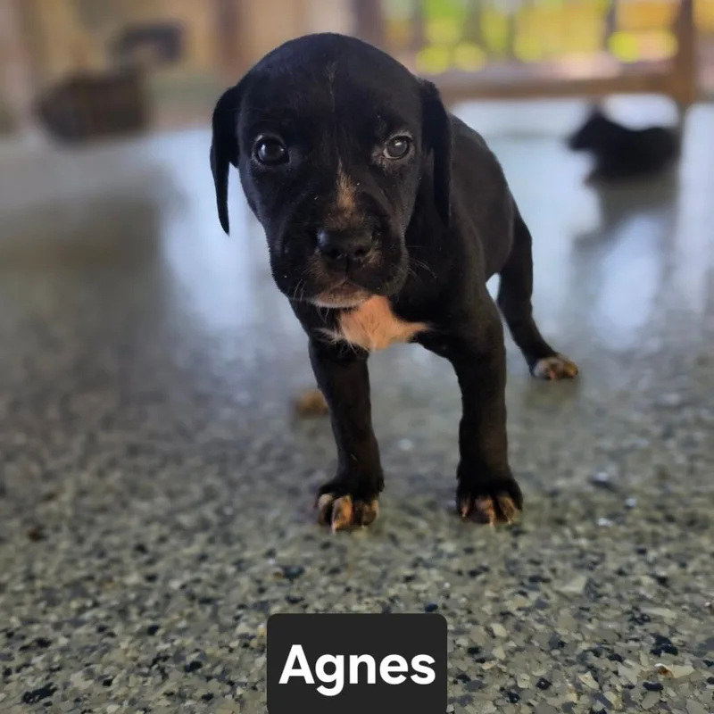 Agnes thumbnail 2
