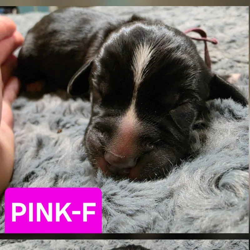 Agnes thumbnail 3