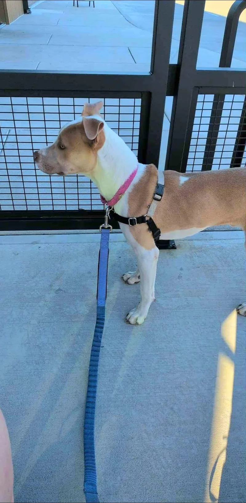 A baby medium-sized male Catahoula Leopard Dog dog named Jake for adoption in Plano, TX
