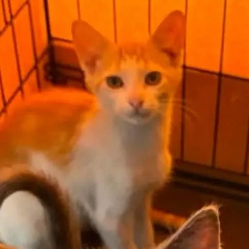 A baby small-sized female Orange / Red Domestic Short Hair cat named Sunkist for adoption in Washington, DC