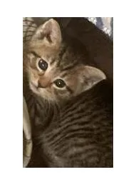A baby medium-sized female Tabby (Gray / Blue / Silver) Domestic Short Hair cat named Lilly for adoption in Portsmouth, OH