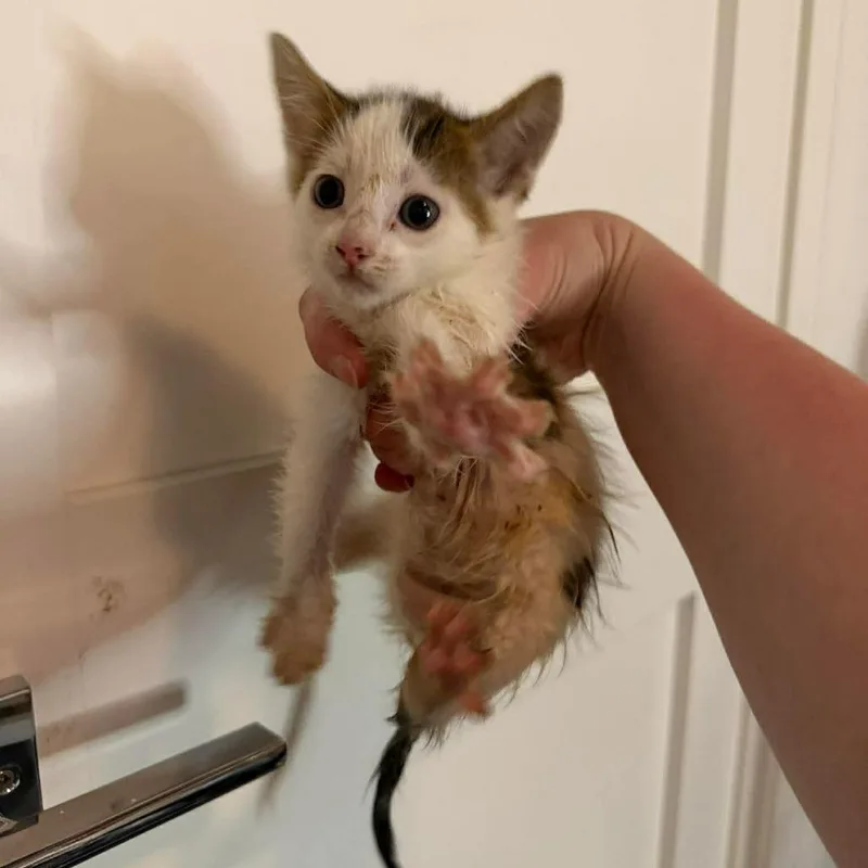 A baby small-sized female White Domestic Short Hair cat named Joy for adoption in Forest Park, IL