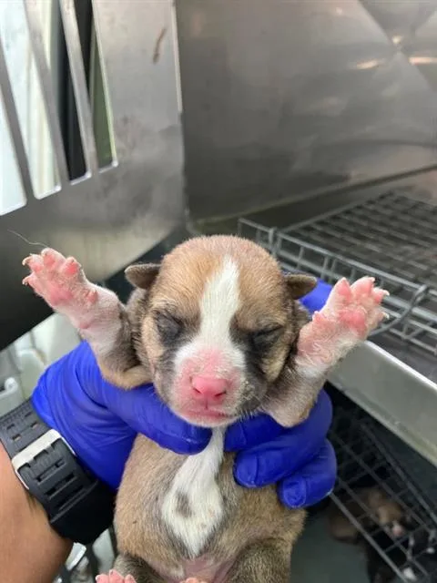 A baby large-sized male Mixed Breed dog named Meunster for adoption in Dallas, TX