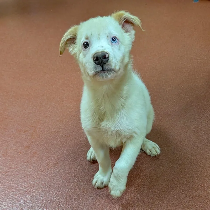 A baby medium-sized male Australian Shepherd dog named Beau for adoption in Accident, MD