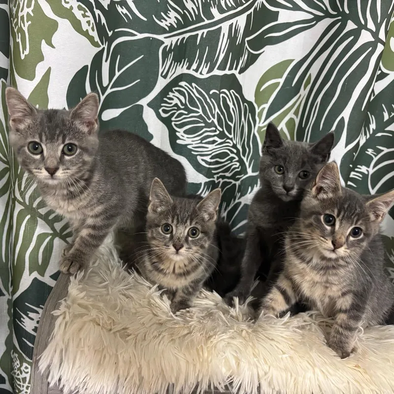 A baby small-sized female Gray / Blue / Silver Domestic Short Hair cat named Cheerio for adoption in Buffalo, MN
