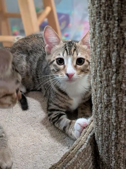 A baby medium-sized female Tabby (Brown / Chocolate) Domestic Short Hair cat named Zuri for adoption in Irvine, CA