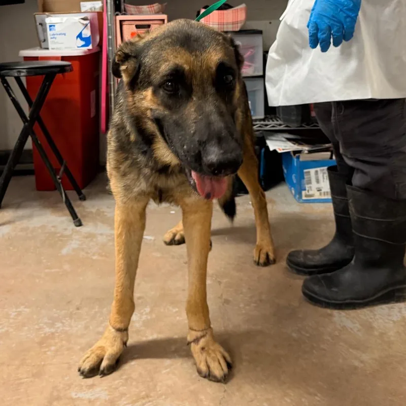 An adult large-sized male Black German Shepherd Dog dog named Auggie for adoption in Edinburg, TX