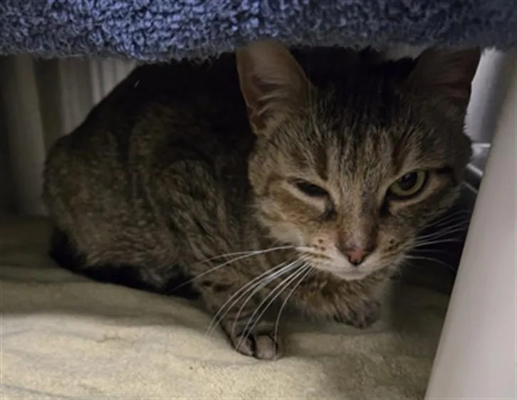 A young medium-sized female Domestic Short Hair cat named Sleigh Bell for adoption in Derwood, MD