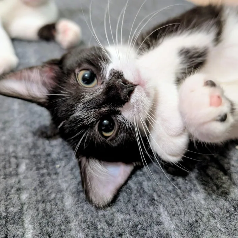 A baby small-sized female Black Domestic Short Hair cat named Bonbon for adoption in Milan, IL