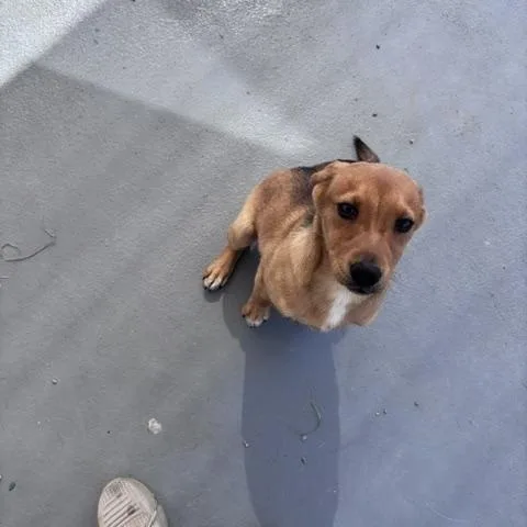 A baby small-sized female Shepherd dog named Zippy for adoption in Marion, NC