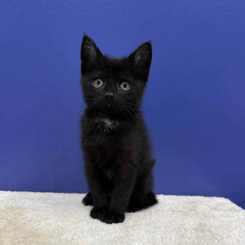 A baby medium-sized female Black Domestic Short Hair cat named Bo Peep for adoption in High Ridge, MO