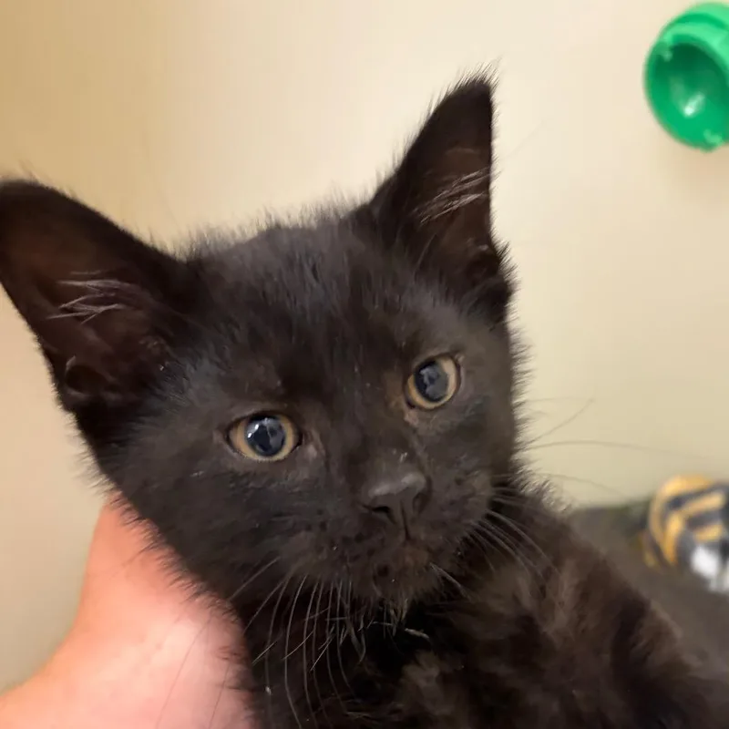 A baby small-sized male Black Domestic Short Hair cat named Paxton for adoption in Zanesville, OH